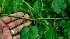  ( - BioBot00568)  @11 [ ] CreativeCommons - Attribution Non-Commercial Share-Alike (2010) Daniel H. Janzen Guanacaste Dry Forest Conservation Fund