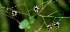  ( - BioBot00568)  @11 [ ] CreativeCommons - Attribution Non-Commercial Share-Alike (2010) Daniel H. Janzen Guanacaste Dry Forest Conservation Fund
