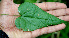  ( - BioBot00568)  @11 [ ] CreativeCommons - Attribution Non-Commercial Share-Alike (2010) Daniel H. Janzen Guanacaste Dry Forest Conservation Fund