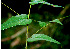  ( - BioBot00569)  @11 [ ] CreativeCommons - Attribution Non-Commercial Share-Alike (2010) Daniel H. Janzen Guanacaste Dry Forest Conservation Fund