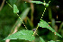  ( - BioBot00569)  @11 [ ] CreativeCommons - Attribution Non-Commercial Share-Alike (2010) Daniel H. Janzen Guanacaste Dry Forest Conservation Fund