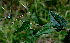  ( - BioBot00570)  @11 [ ] CreativeCommons - Attribution Non-Commercial Share-Alike (2010) Daniel H. Janzen Guanacaste Dry Forest Conservation Fund