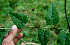  ( - BioBot00570)  @11 [ ] CreativeCommons - Attribution Non-Commercial Share-Alike (2010) Daniel H. Janzen Guanacaste Dry Forest Conservation Fund