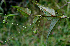  ( - BioBot00570)  @11 [ ] CreativeCommons - Attribution Non-Commercial Share-Alike (2010) Daniel H. Janzen Guanacaste Dry Forest Conservation Fund