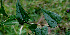  ( - BioBot00570)  @11 [ ] CreativeCommons - Attribution Non-Commercial Share-Alike (2010) Daniel H. Janzen Guanacaste Dry Forest Conservation Fund