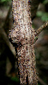  (Cydista aequinoctialis - BioBot00589)  @11 [ ] CreativeCommons - Attribution Non-Commercial Share-Alike (2010) Daniel H. Janzen Guanacaste Dry Forest Conservation Fund