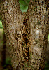  (Platymiscium parviflorum - BioBot00600)  @11 [ ] CreativeCommons - Attribution Non-Commercial Share-Alike (2010) Daniel H. Janzen Guanacaste Dry Forest Conservation Fund