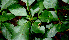  (Pisonia - BioBot00601)  @11 [ ] CreativeCommons - Attribution Non-Commercial Share-Alike (2010) Daniel H. Janzen Guanacaste Dry Forest Conservation Fund