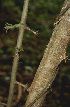  ( - BioBot00603)  @11 [ ] CreativeCommons - Attribution Non-Commercial Share-Alike (2010) Daniel H. Janzen Guanacaste Dry Forest Conservation Fund