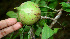  ( - BioBot00603)  @11 [ ] CreativeCommons - Attribution Non-Commercial Share-Alike (2010) Daniel H. Janzen Guanacaste Dry Forest Conservation Fund