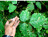  (Desmodium purpusii - BioBot00609)  @11 [ ] CreativeCommons - Attribution Non-Commercial Share-Alike (2010) Daniel H. Janzen Guanacaste Dry Forest Conservation Fund