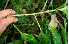  ( - BioBot00615)  @11 [ ] CreativeCommons - Attribution Non-Commercial Share-Alike (2010) Daniel H. Janzen Guanacaste Dry Forest Conservation Fund