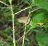  ( - BioBot00615)  @11 [ ] CreativeCommons - Attribution Non-Commercial Share-Alike (2010) Daniel H. Janzen Guanacaste Dry Forest Conservation Fund