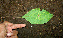 ( - BioBot00615)  @11 [ ] CreativeCommons - Attribution Non-Commercial Share-Alike (2010) Daniel H. Janzen Guanacaste Dry Forest Conservation Fund