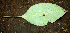  ( - BioBot00615)  @11 [ ] CreativeCommons - Attribution Non-Commercial Share-Alike (2010) Daniel H. Janzen Guanacaste Dry Forest Conservation Fund