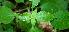  ( - BioBot00619)  @11 [ ] CreativeCommons - Attribution Non-Commercial Share-Alike (2010) Daniel H. Janzen Guanacaste Dry Forest Conservation Fund