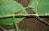  ( - BioBot00619)  @11 [ ] CreativeCommons - Attribution Non-Commercial Share-Alike (2010) Daniel H. Janzen Guanacaste Dry Forest Conservation Fund