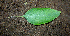  ( - BioBot00619)  @11 [ ] CreativeCommons - Attribution Non-Commercial Share-Alike (2010) Daniel H. Janzen Guanacaste Dry Forest Conservation Fund