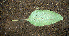  ( - BioBot00619)  @11 [ ] CreativeCommons - Attribution Non-Commercial Share-Alike (2010) Daniel H. Janzen Guanacaste Dry Forest Conservation Fund