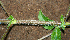  ( - BioBot00620)  @11 [ ] CreativeCommons - Attribution Non-Commercial Share-Alike (2010) Daniel H. Janzen Guanacaste Dry Forest Conservation Fund