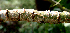  ( - BioBot00622)  @11 [ ] CreativeCommons - Attribution Non-Commercial Share-Alike (2010) Daniel H. Janzen Guanacaste Dry Forest Conservation Fund