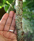  ( - BioBot00622)  @11 [ ] CreativeCommons - Attribution Non-Commercial Share-Alike (2010) Daniel H. Janzen Guanacaste Dry Forest Conservation Fund