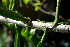  ( - BioBot00622)  @11 [ ] CreativeCommons - Attribution Non-Commercial Share-Alike (2010) Daniel H. Janzen Guanacaste Dry Forest Conservation Fund