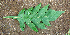  ( - BioBot00622)  @11 [ ] CreativeCommons - Attribution Non-Commercial Share-Alike (2010) Daniel H. Janzen Guanacaste Dry Forest Conservation Fund