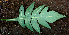  ( - BioBot00622)  @11 [ ] CreativeCommons - Attribution Non-Commercial Share-Alike (2010) Daniel H. Janzen Guanacaste Dry Forest Conservation Fund
