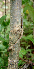  ( - BioBot00623)  @11 [ ] CreativeCommons - Attribution Non-Commercial Share-Alike (2010) Daniel H. Janzen Guanacaste Dry Forest Conservation Fund