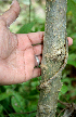  ( - BioBot00623)  @11 [ ] CreativeCommons - Attribution Non-Commercial Share-Alike (2010) Daniel H. Janzen Guanacaste Dry Forest Conservation Fund