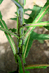  ( - BioBot00623)  @11 [ ] CreativeCommons - Attribution Non-Commercial Share-Alike (2010) Daniel H. Janzen Guanacaste Dry Forest Conservation Fund