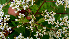  ( - BioBot00623)  @11 [ ] CreativeCommons - Attribution Non-Commercial Share-Alike (2010) Daniel H. Janzen Guanacaste Dry Forest Conservation Fund