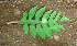  ( - BioBot00623)  @11 [ ] CreativeCommons - Attribution Non-Commercial Share-Alike (2010) Daniel H. Janzen Guanacaste Dry Forest Conservation Fund