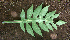  ( - BioBot00623)  @11 [ ] CreativeCommons - Attribution Non-Commercial Share-Alike (2010) Daniel H. Janzen Guanacaste Dry Forest Conservation Fund