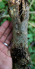  ( - BioBot00624)  @11 [ ] CreativeCommons - Attribution Non-Commercial Share-Alike (2010) Daniel H. Janzen Guanacaste Dry Forest Conservation Fund