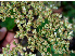  ( - BioBot00624)  @11 [ ] CreativeCommons - Attribution Non-Commercial Share-Alike (2010) Daniel H. Janzen Guanacaste Dry Forest Conservation Fund