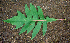  ( - BioBot00624)  @11 [ ] CreativeCommons - Attribution Non-Commercial Share-Alike (2010) Daniel H. Janzen Guanacaste Dry Forest Conservation Fund