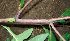  ( - BioBot00624)  @11 [ ] CreativeCommons - Attribution Non-Commercial Share-Alike (2010) Daniel H. Janzen Guanacaste Dry Forest Conservation Fund