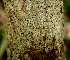  ( - BioBot00625)  @11 [ ] CreativeCommons - Attribution Non-Commercial Share-Alike (2010) Daniel H. Janzen Guanacaste Dry Forest Conservation Fund