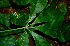  ( - BioBot00625)  @11 [ ] CreativeCommons - Attribution Non-Commercial Share-Alike (2010) Daniel H. Janzen Guanacaste Dry Forest Conservation Fund