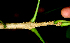  ( - BioBot00625)  @11 [ ] CreativeCommons - Attribution Non-Commercial Share-Alike (2010) Daniel H. Janzen Guanacaste Dry Forest Conservation Fund