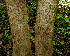  ( - BioBot00626)  @11 [ ] CreativeCommons - Attribution Non-Commercial Share-Alike (2010) Daniel H. Janzen Guanacaste Dry Forest Conservation Fund