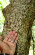  ( - BioBot00626)  @11 [ ] CreativeCommons - Attribution Non-Commercial Share-Alike (2010) Daniel H. Janzen Guanacaste Dry Forest Conservation Fund