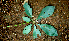  ( - BioBot00626)  @11 [ ] CreativeCommons - Attribution Non-Commercial Share-Alike (2010) Daniel H. Janzen Guanacaste Dry Forest Conservation Fund