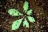  ( - BioBot00626)  @11 [ ] CreativeCommons - Attribution Non-Commercial Share-Alike (2010) Daniel H. Janzen Guanacaste Dry Forest Conservation Fund