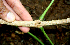  ( - BioBot00626)  @11 [ ] CreativeCommons - Attribution Non-Commercial Share-Alike (2010) Daniel H. Janzen Guanacaste Dry Forest Conservation Fund