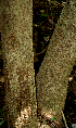  ( - BioBot00627)  @11 [ ] CreativeCommons - Attribution Non-Commercial Share-Alike (2010) Daniel H. Janzen Guanacaste Dry Forest Conservation Fund