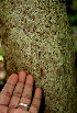  ( - BioBot00627)  @11 [ ] CreativeCommons - Attribution Non-Commercial Share-Alike (2010) Daniel H. Janzen Guanacaste Dry Forest Conservation Fund