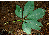  ( - BioBot00627)  @11 [ ] CreativeCommons - Attribution Non-Commercial Share-Alike (2010) Daniel H. Janzen Guanacaste Dry Forest Conservation Fund